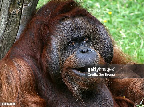 alpha male orangutan - bornean orangutan stock pictures, royalty-free photos & images