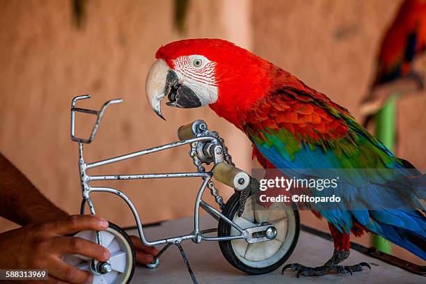 macaws (guacamaya) - dier in gevangenschap stockfoto's en -beelden