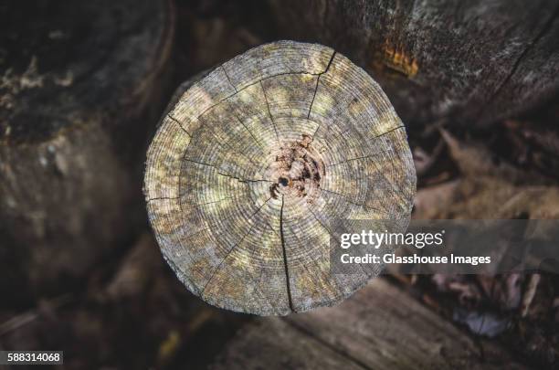 overhead view of single tree stump - tree rings stock pictures, royalty-free photos & images