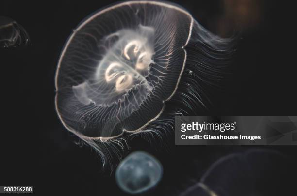 moon jellyfish, national aquarium, baltimore, maryland, usa - phosphorescence stock-fotos und bilder