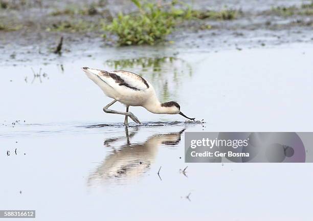 foraging pied avocet (recurvirostra avosetta) - säbelschnäbler stock-fotos und bilder