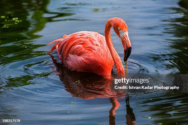 one american flamingo (phoenicopterus rubber) in water - roter flamingo stock-fotos und bilder