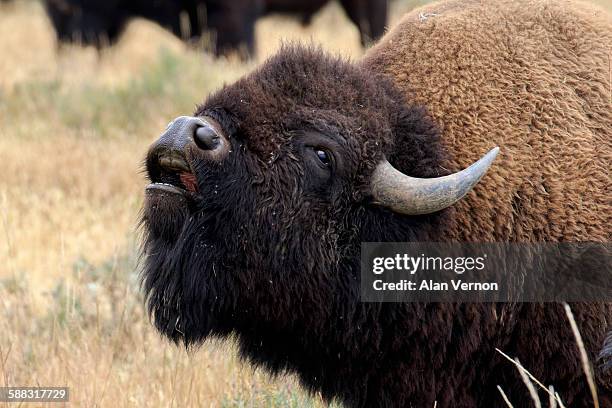 flehmen behaviour in an excited bison bull - flehmen behaviour stock pictures, royalty-free photos & images