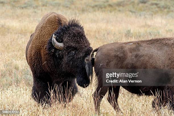 american bison in the rut - flehmen behaviour stock pictures, royalty-free photos & images