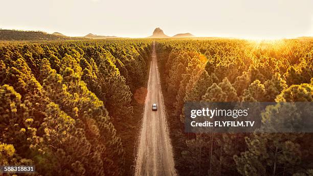 pine forest - coche carretera fotografías e imágenes de stock