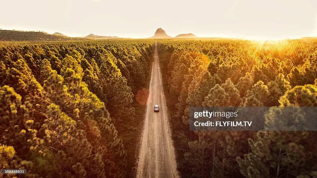 Pine forest