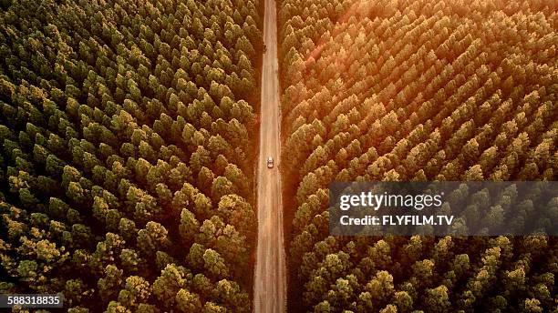 pine forest drive - country road australia stockfoto's en -beelden