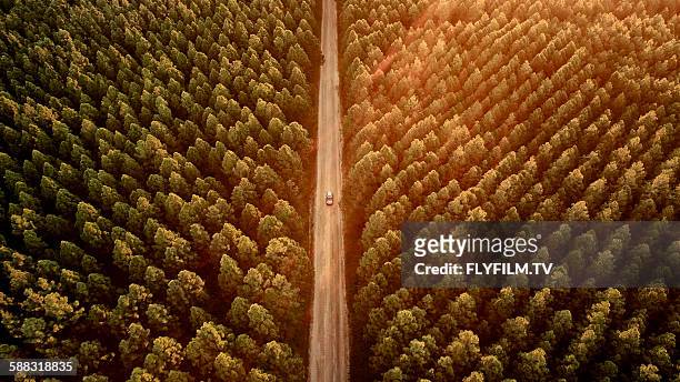 pine forest drive - queensland aerial stock pictures, royalty-free photos & images