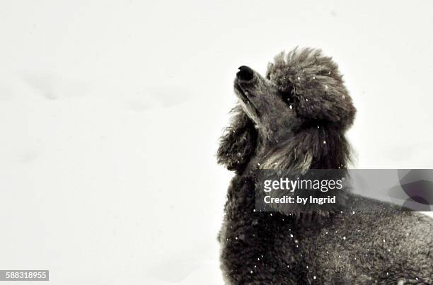 snowfall - standard poodle stock-fotos und bilder