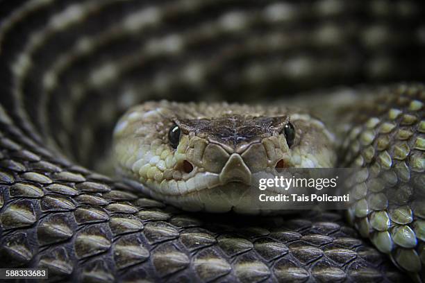 rattlesnake - klapperschlange stock-fotos und bilder