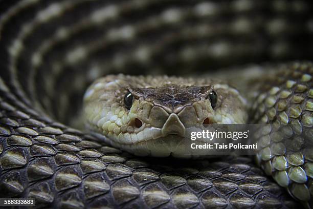 rattlesnake - rattlesnake stock pictures, royalty-free photos & images