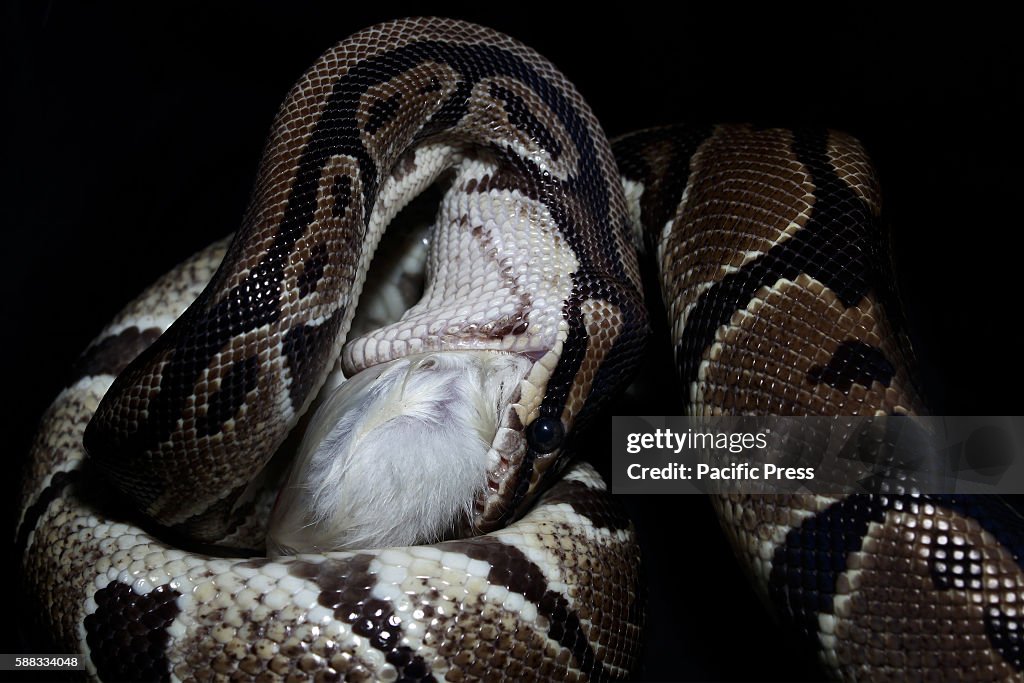 Ball Pyhon Rats Ball python takes its prey, a white rat. Ball pythons, is the... News ...
