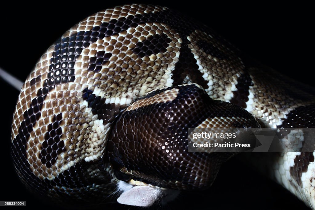 Ball Pyhon Rats Ball python takes its prey, a white rat. Ball pythons, is the... News ...