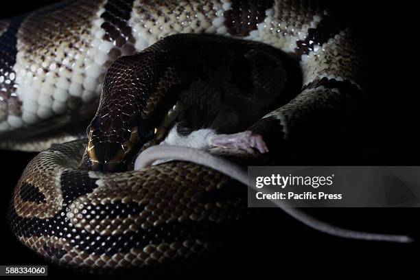 Python Consuming Prey Are Ball Pythons Dangerous Fotografías e imágenes de stock - Getty Images
