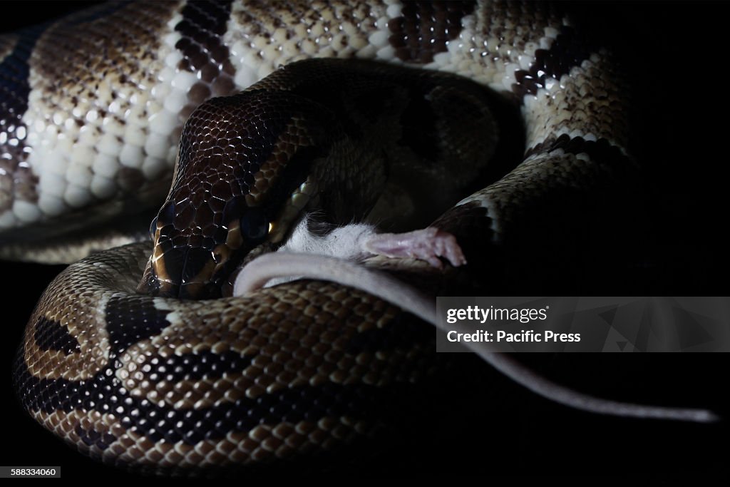 Ball Pyhon Rats Ball python takes its prey, a white rat. Ball pythons, is the... ニュース写真 ...