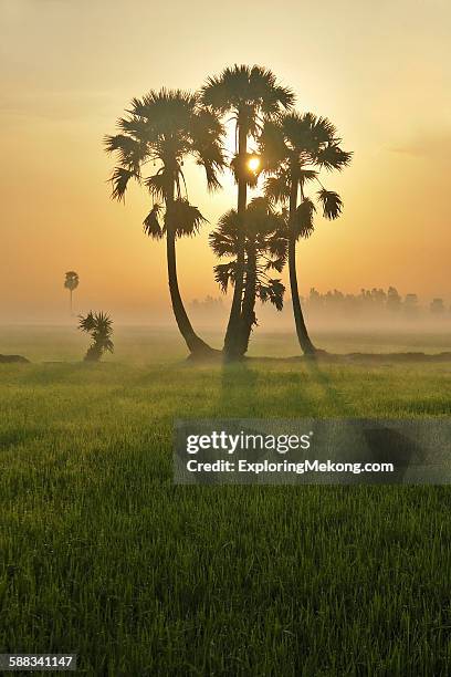 sunrise over palm tree - south vietnam stock pictures, royalty-free photos & images