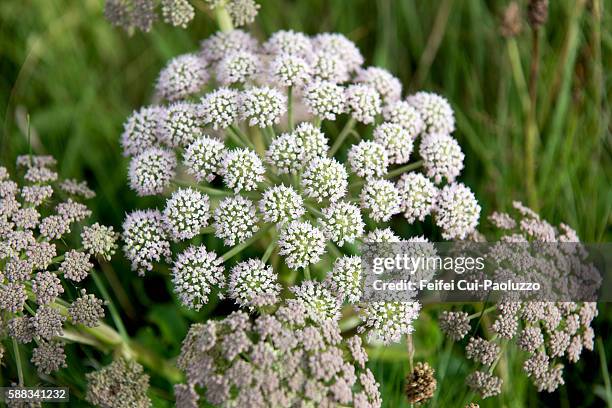 heracleum flowers at wick of highland in scotland - cumin - fotografias e filmes do acervo