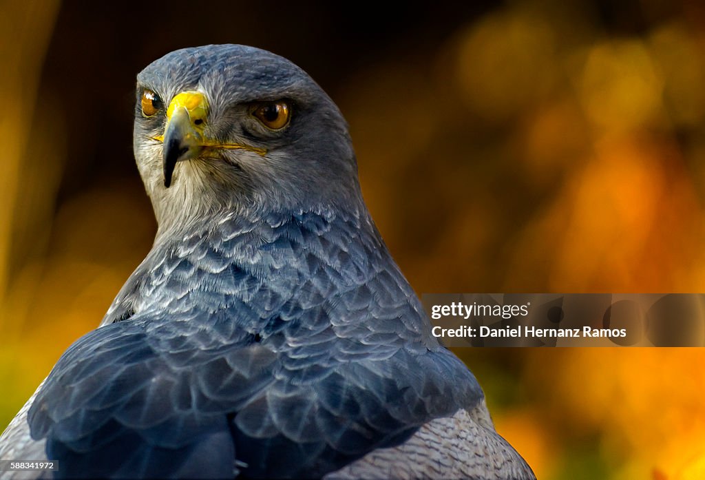 Blackchested Buzzardeagle Geranoaetus Melanoleucus HighRes Stock Photo