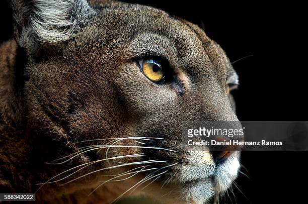 cougar headshot looking at camera. puma concolor - puma stock-fotos und bilder