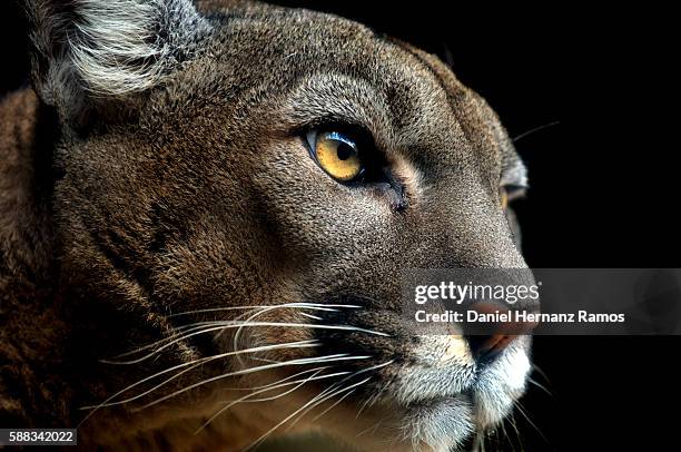 cougar headshot looking at camera. puma concolor - cougar fotografías e imágenes de stock