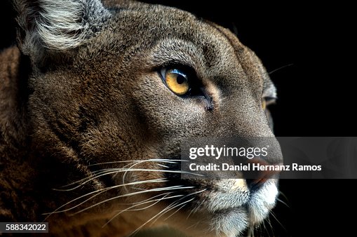 Cougar headshot looking at camera. Puma concolor Cougar headshot looking at camera. Puma concolor