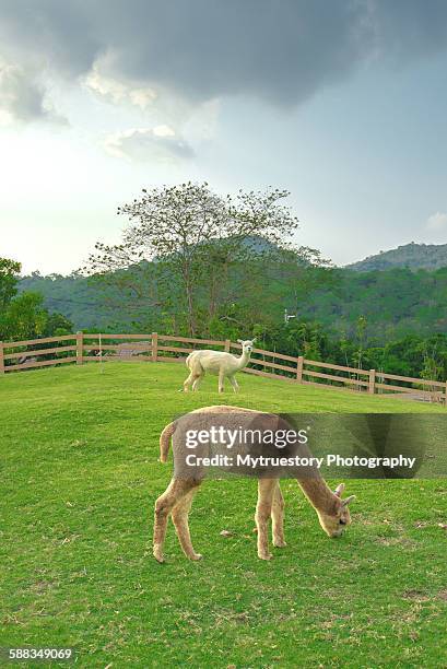 alpacas - khao yai national park stock pictures, royalty-free photos & images