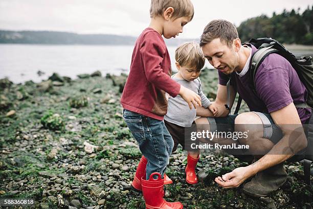 father and sons exploring rocky beach - pacific northwest stockfoto's en -beelden