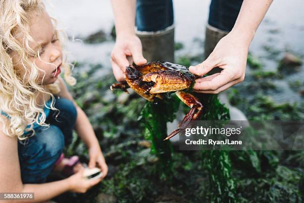 frau zeigt mädchen eine krabbe - boy exploring on beach stock-fotos und bilder