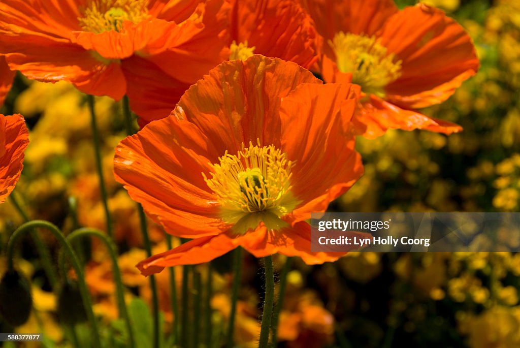 Orange anemone (Ranunculaceae)