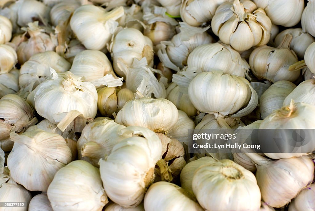 Many bulbs of garlic