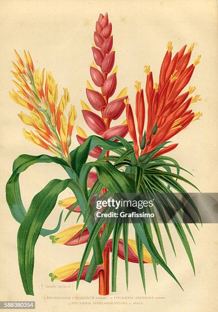 flower bromeliad engraving - bromeliad stock illustrations