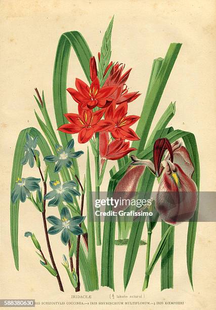 flower iridaceae engraving - iris flower stock illustrations