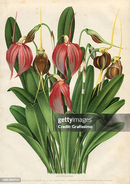 ilustraciones, imágenes clip art, dibujos animados e iconos de stock de grabado de orquídeas de flores - cymbidium