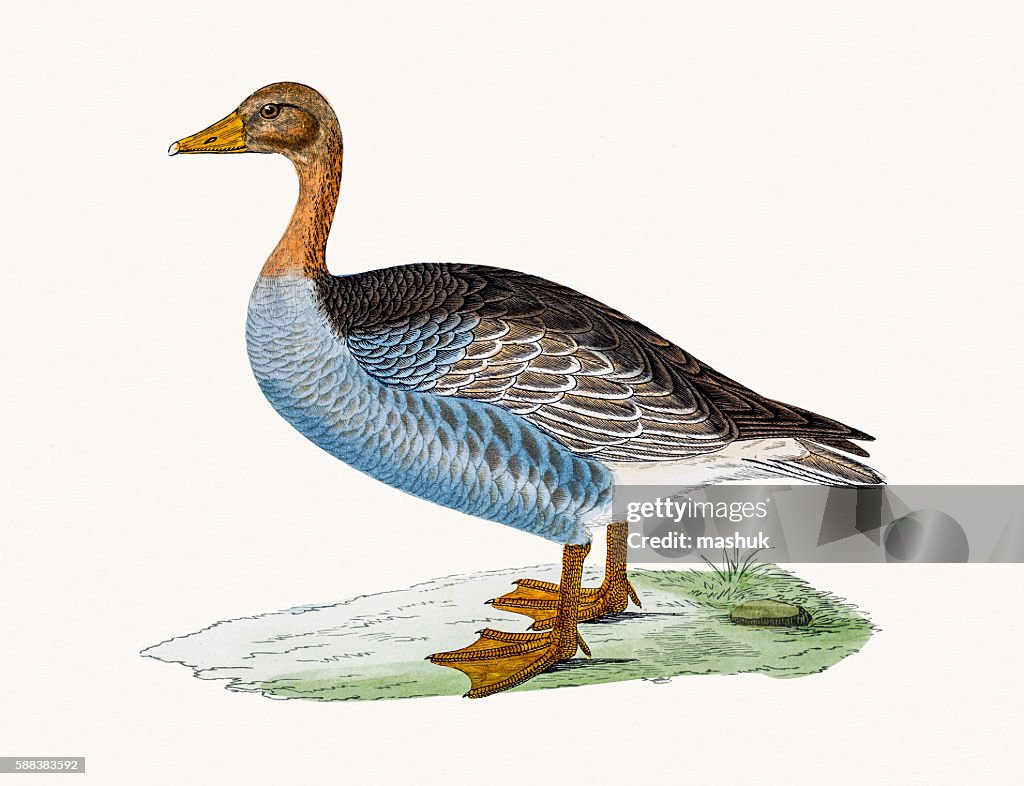Greylag goose