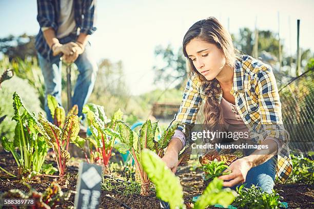 jeune femme plantant des bettes à carde dans une ferme biologique - blette photos et images de collection