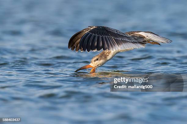 black skimmer - redwood city stock pictures, royalty-free photos & images