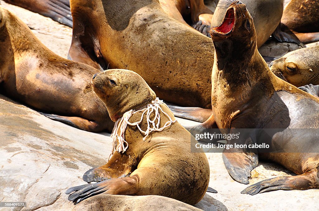 South American sea lion baby