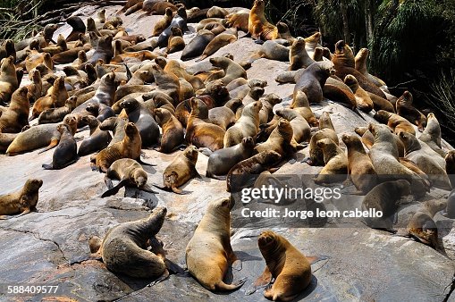 South American sea lion colony South American sea lion colony