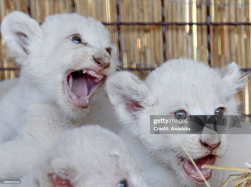 5 white lion cubs in Kiev