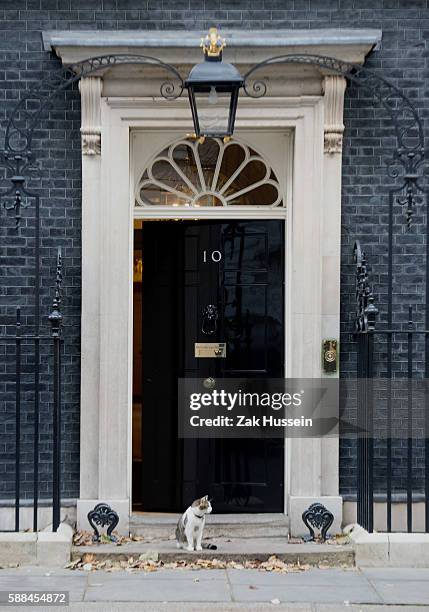 Larry the 10 Downing Street cat outside 10 Downing Street in London.