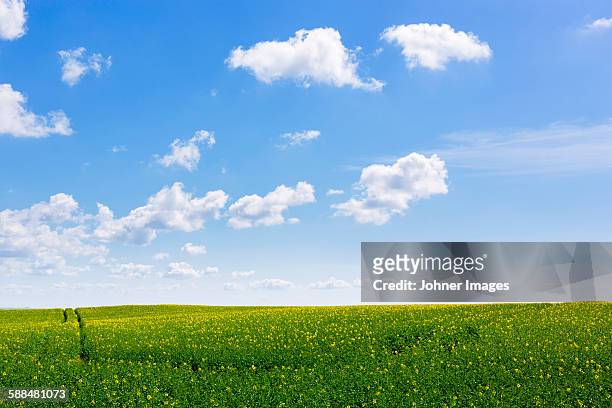 green field under blue sky - horizon over land stock pictures, royalty-free photos & images