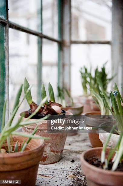 bulb plants in pots - onion family stock pictures, royalty-free photos & images
