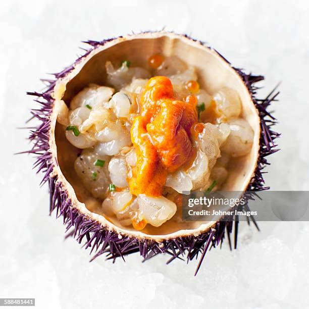 sea urchin,  close-up - sea urchin stock pictures, royalty-free photos & images