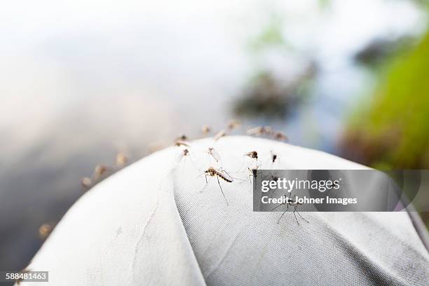 mosquitos, close-up - zanzara foto e immagini stock