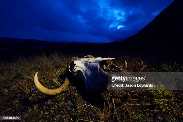 the bleached bone and horns of a musk ox skull resting on a windswept tundra beneath a stormy night sky. - myskoxe bildbanksfoton och bilder