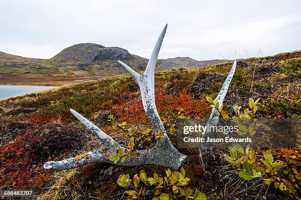 alpine plants growing over a rack of barren-ground caribou antlers on the tundra. - kangerlussuaq stock pictures, royalty-free photos & images