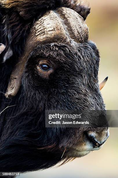 the enormous horned head and intense stare of a cautious musk ox. - kangerlussuaq stock pictures, royalty-free photos & images
