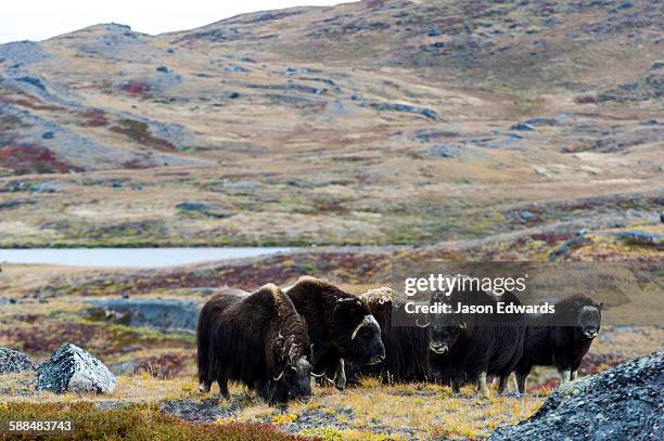 a herd of musk ox grazing on the tundra near the greenland ice sheet. - musk ox photos et images de collection