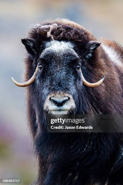 a sub-adult musk ox resting on the autumn tundra. - musk ox photos et images de collection