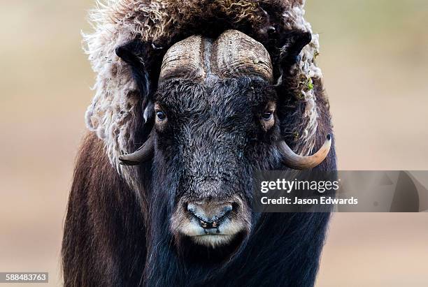 a musk ox with a huge shaggy coat staring at the camera with sharp pointed horns. - kangerlussuaq stock pictures, royalty-free photos & images